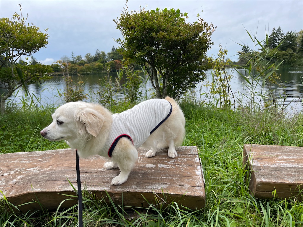 f:id:captaindog082:20210912154616j:image f:id:captaindog082:20210912154616j:image