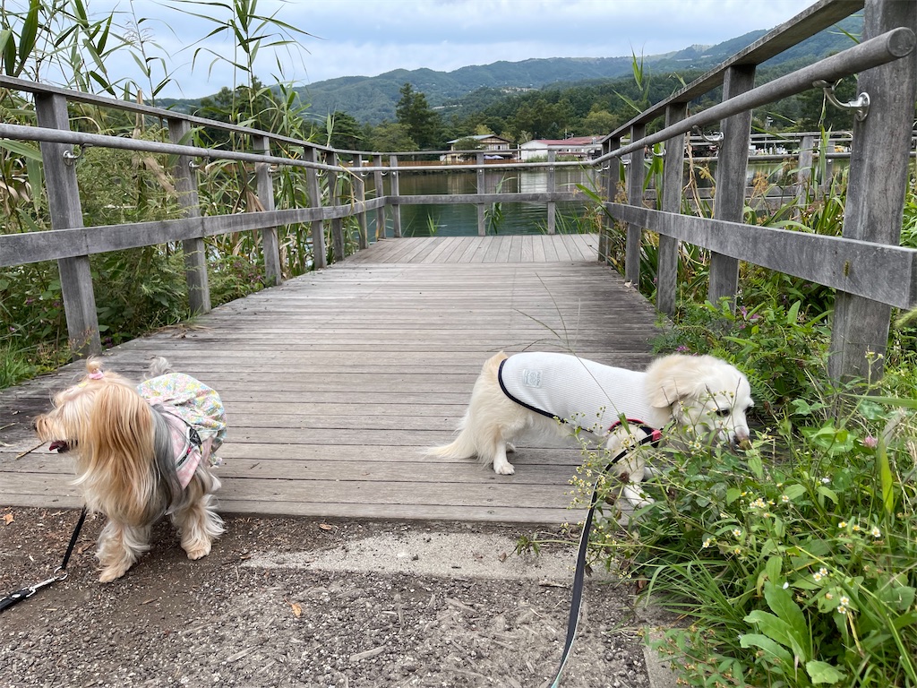 f:id:captaindog082:20210912154628j:image f:id:captaindog082:20210912154628j:image