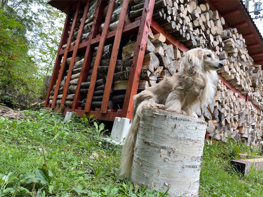 f:id:captaindog082:20210912173604j:image