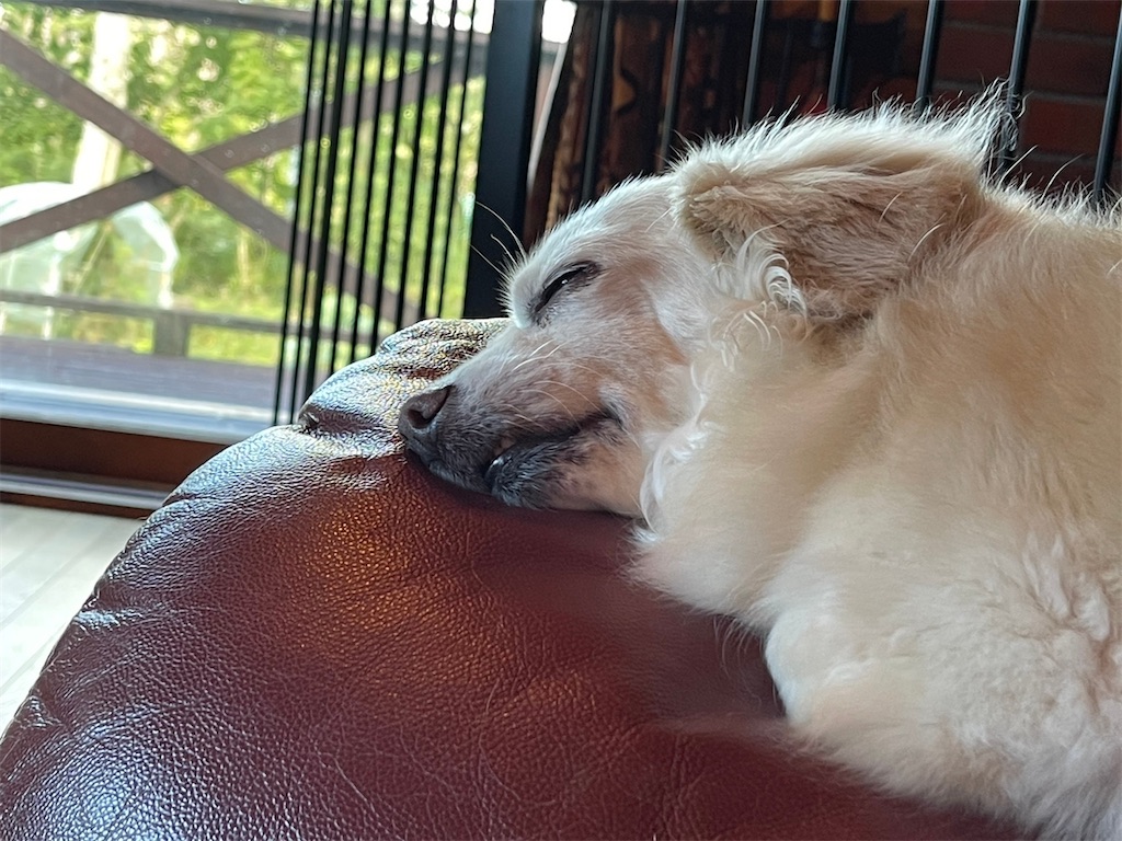 f:id:captaindog082:20210920181510j:image