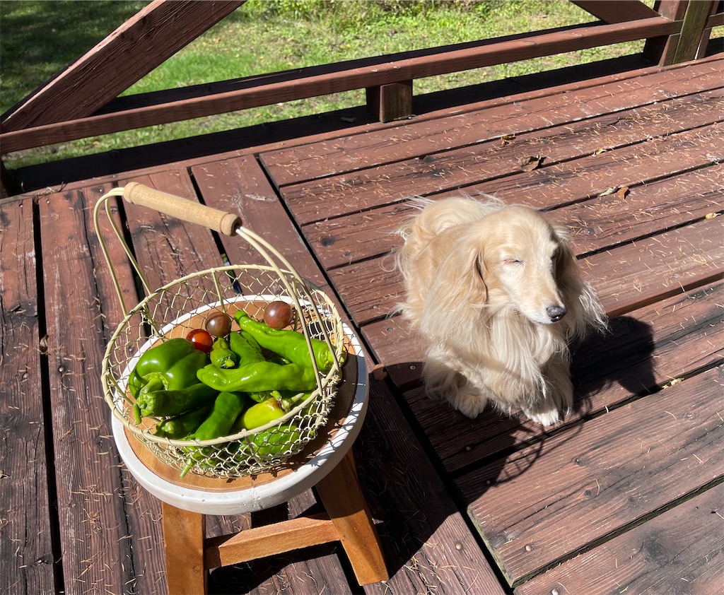 f:id:captaindog082:20211002140105j:image