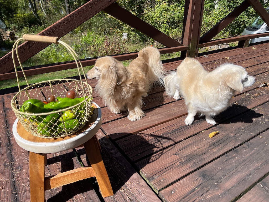 f:id:captaindog082:20211002140107j:image