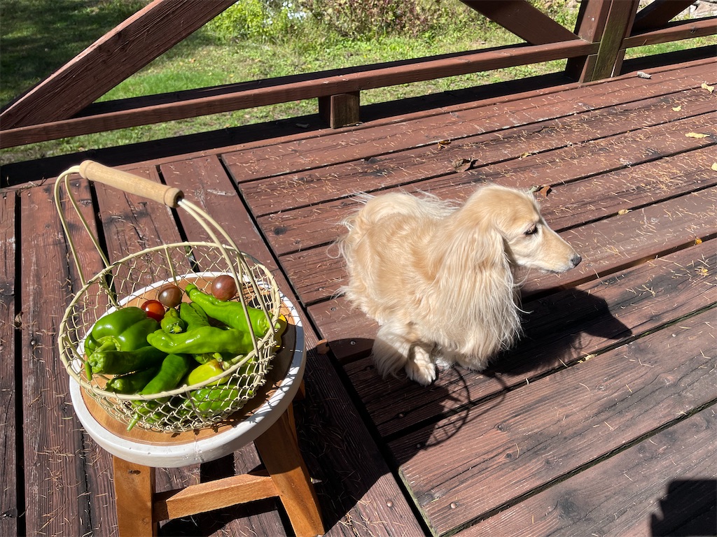 f:id:captaindog082:20211002140110j:image