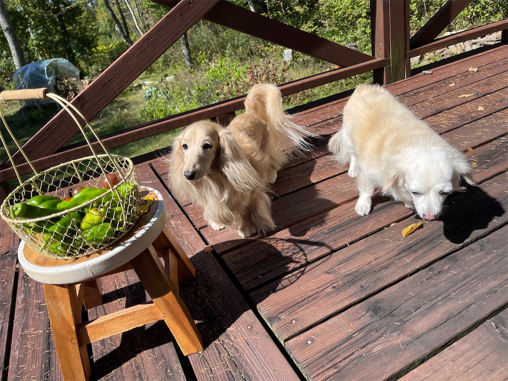 f:id:captaindog082:20211002140112j:image