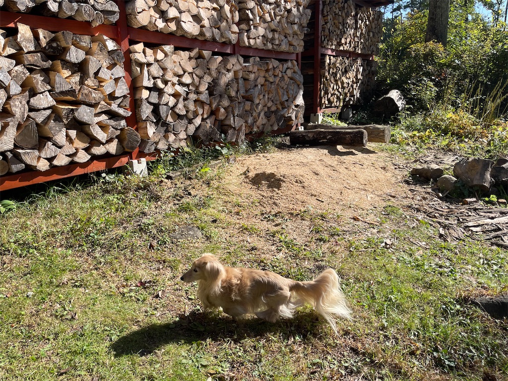 f:id:captaindog082:20211002231314j:image