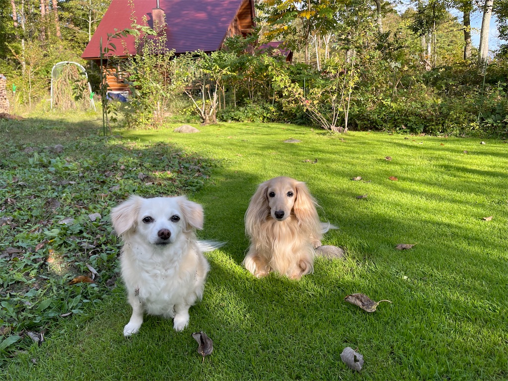 f:id:captaindog082:20211005231117j:image
