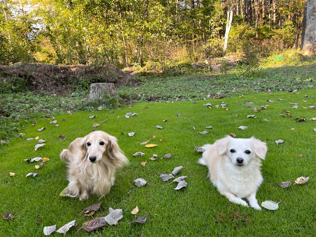 f:id:captaindog082:20211007172134j:image