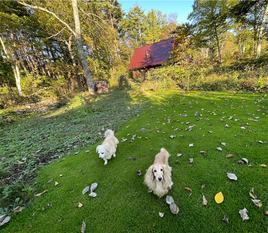 f:id:captaindog082:20211007172139j:image