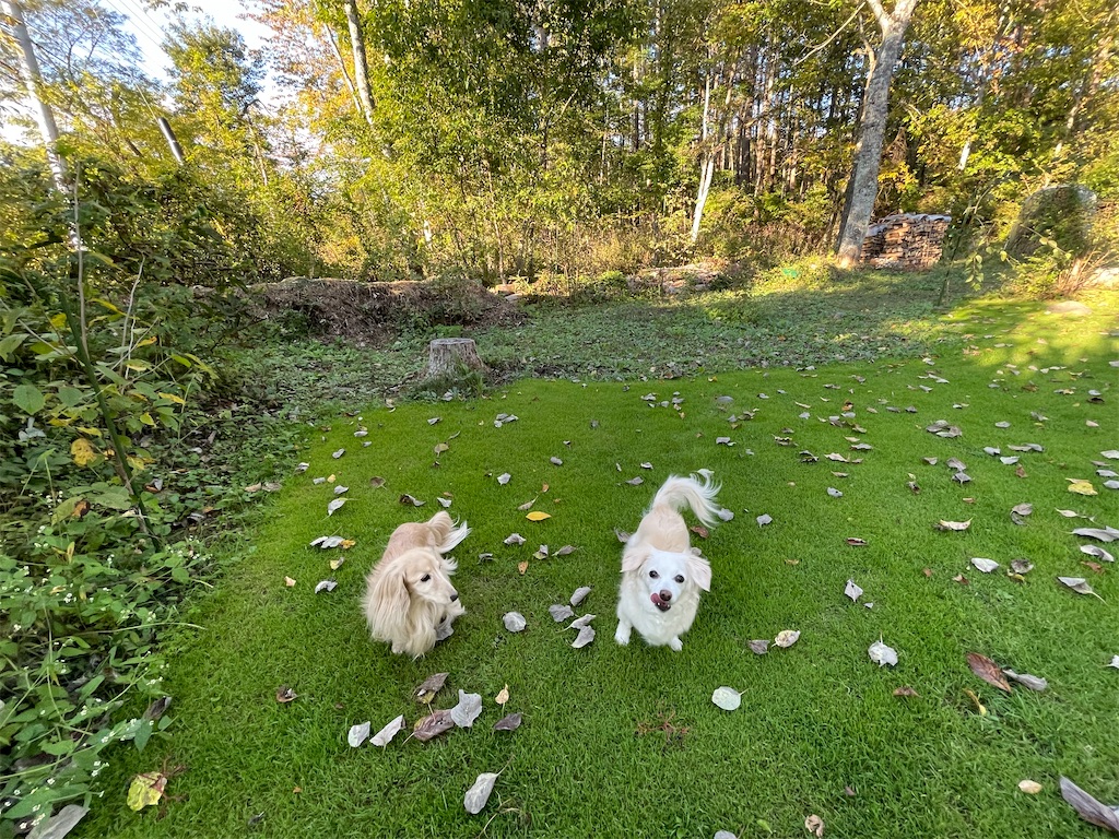 f:id:captaindog082:20211007172142j:image