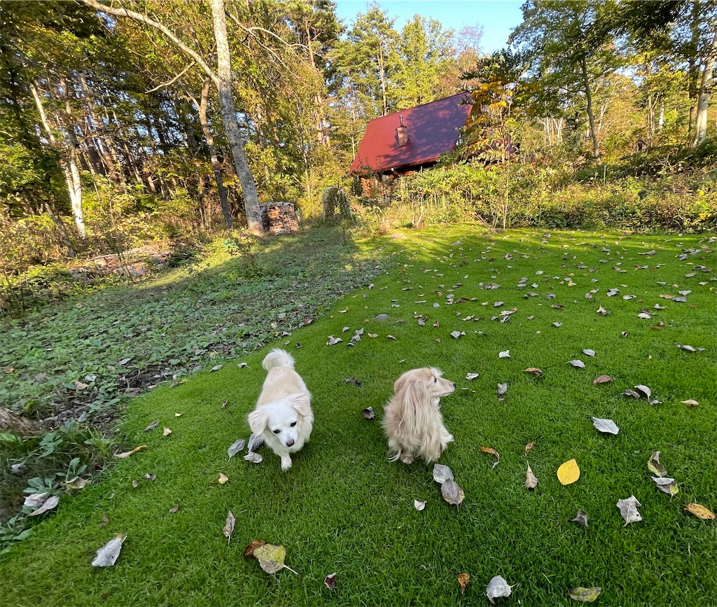 f:id:captaindog082:20211007172147j:image