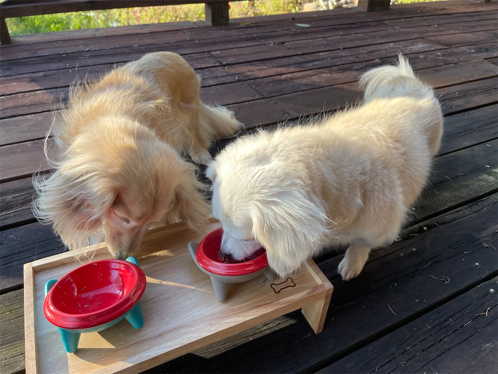 f:id:captaindog082:20211008164913j:image f:id:captaindog082:20211008164913j:image