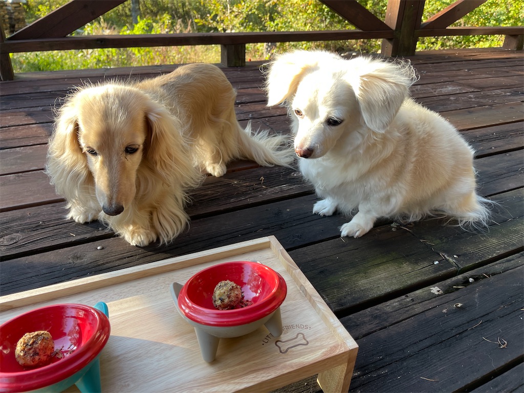 f:id:captaindog082:20211008164918j:image f:id:captaindog082:20211008164918j:image