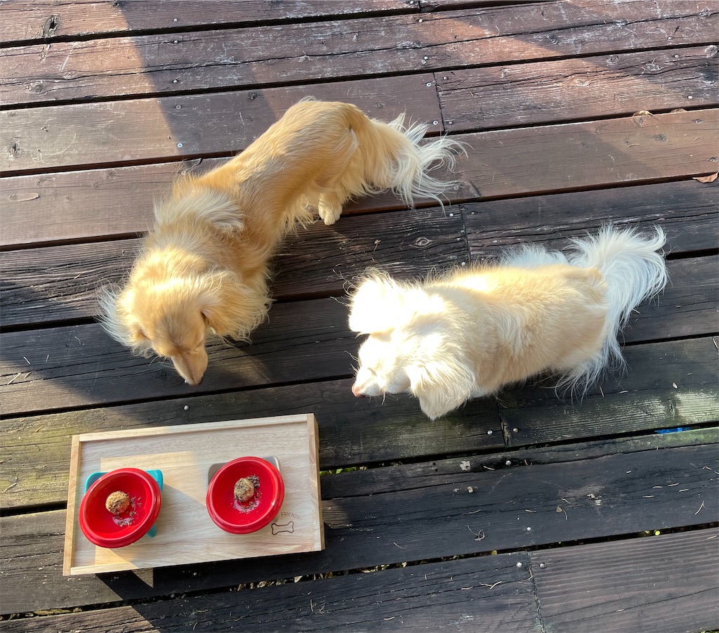 f:id:captaindog082:20211008164925j:image f:id:captaindog082:20211008164925j:image