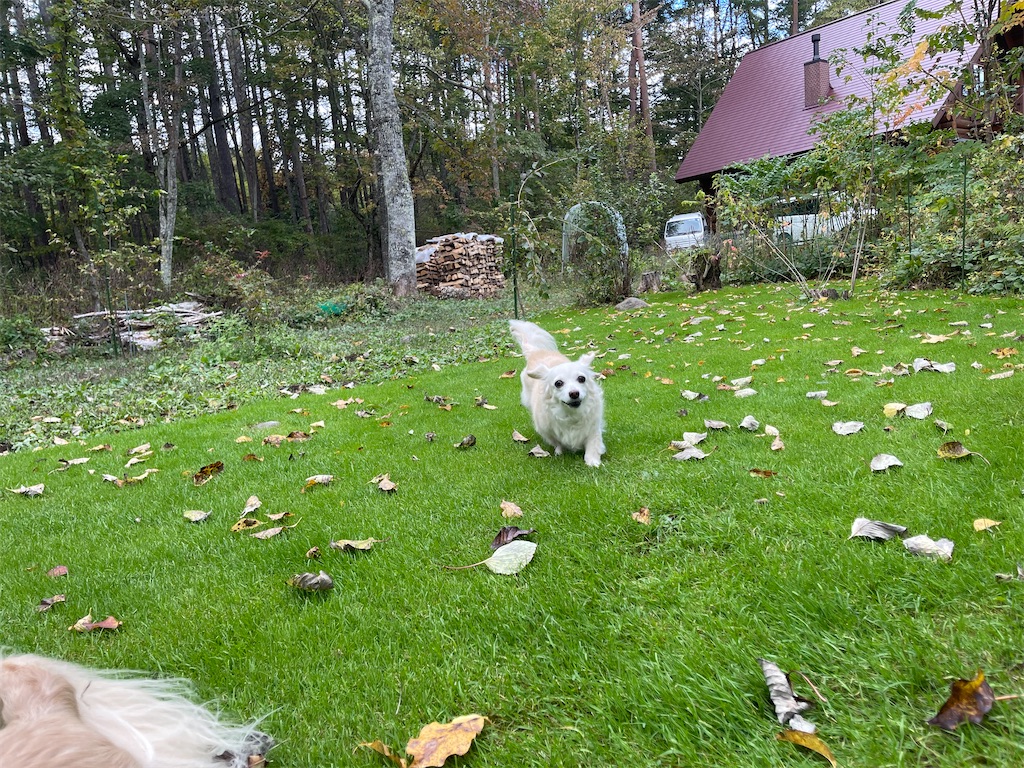 f:id:captaindog082:20211010164242j:image