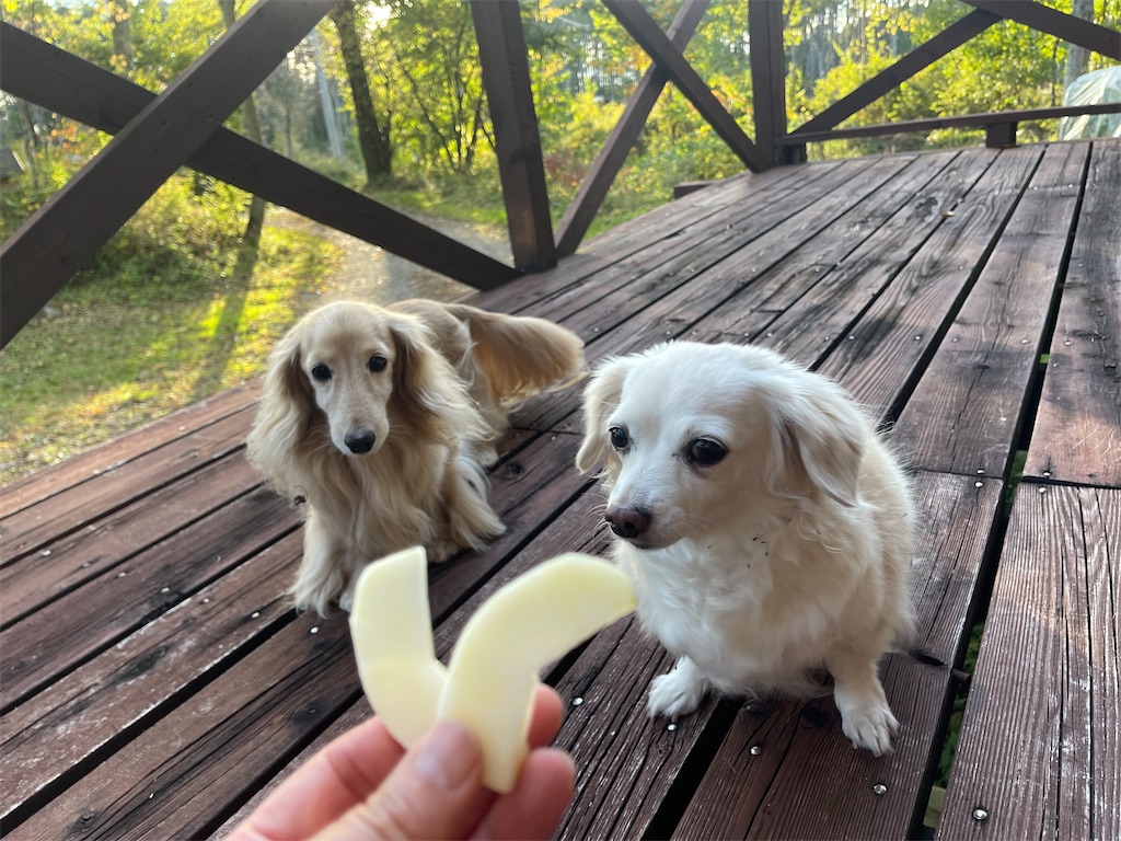 f:id:captaindog082:20211011170301j:image