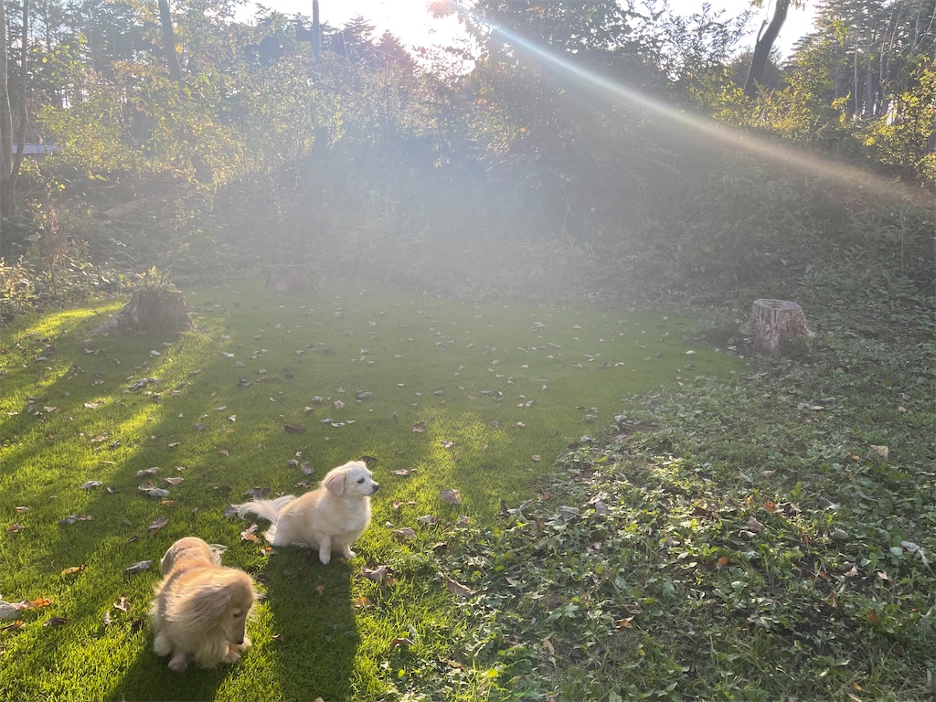 f:id:captaindog082:20211011221029j:image