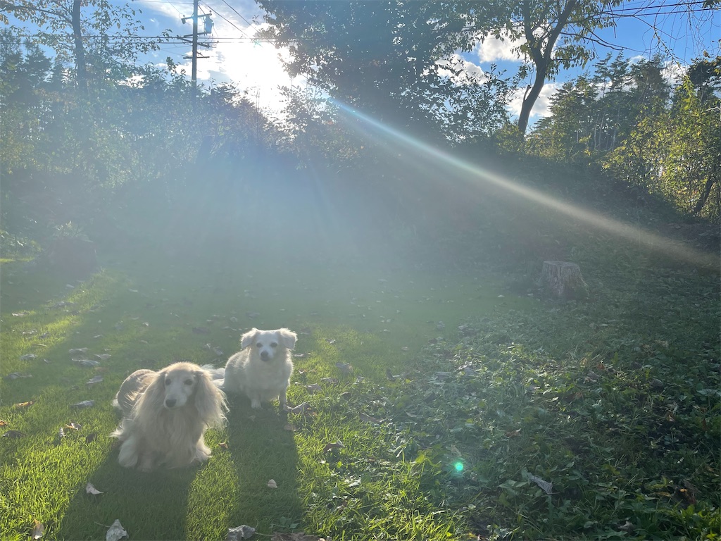 f:id:captaindog082:20211011221037j:image