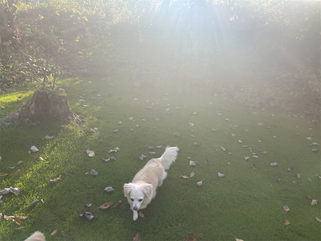 f:id:captaindog082:20211011221049j:image