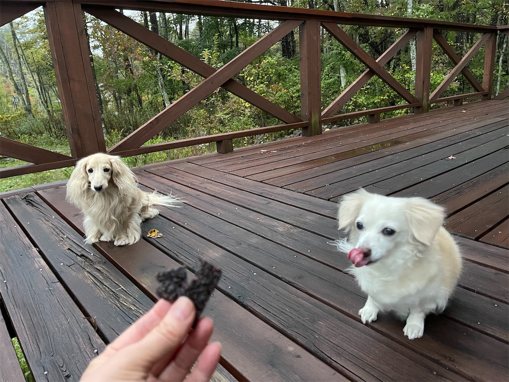 f:id:captaindog082:20211013212220j:image