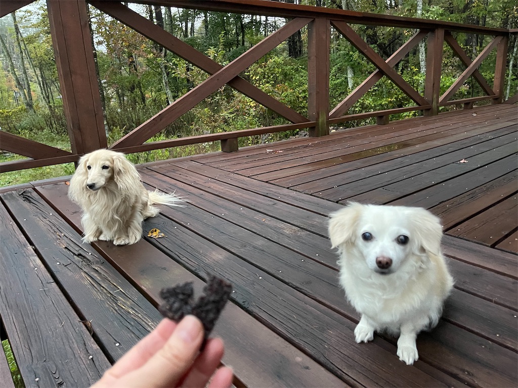 f:id:captaindog082:20211013212223j:image