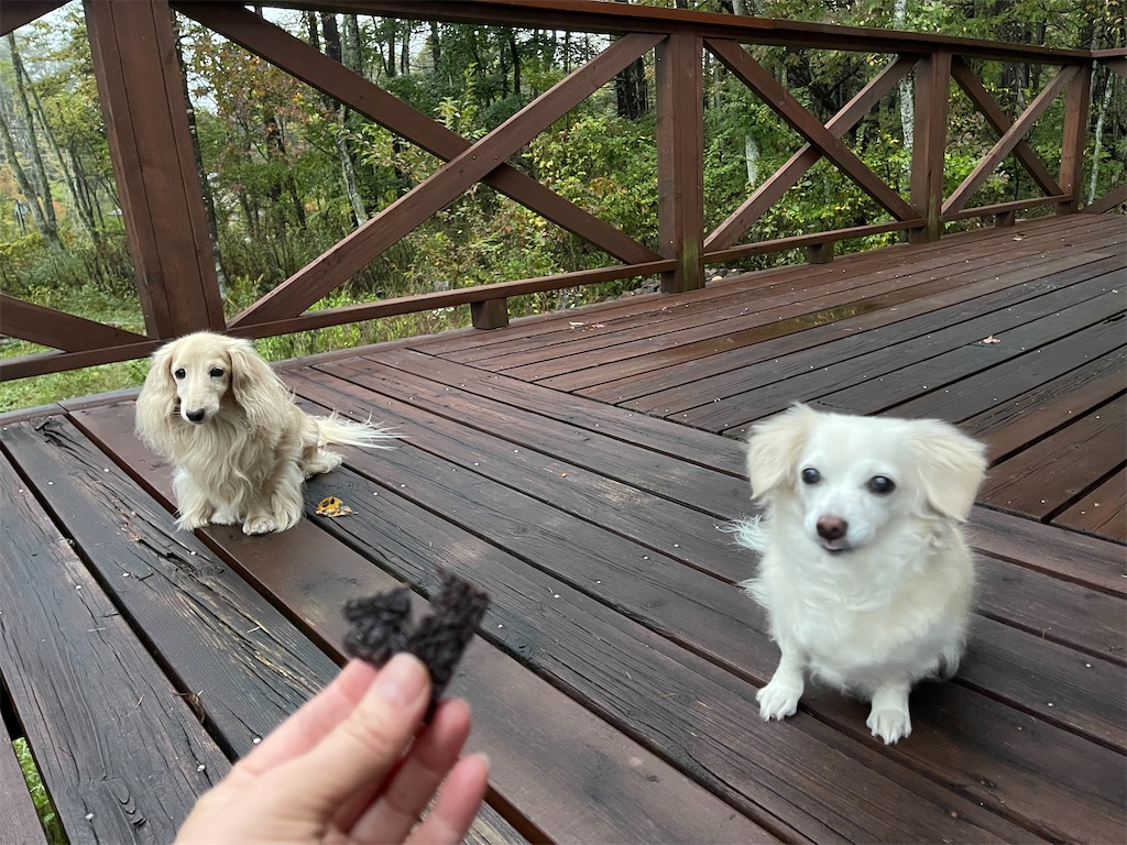f:id:captaindog082:20211013212226j:image