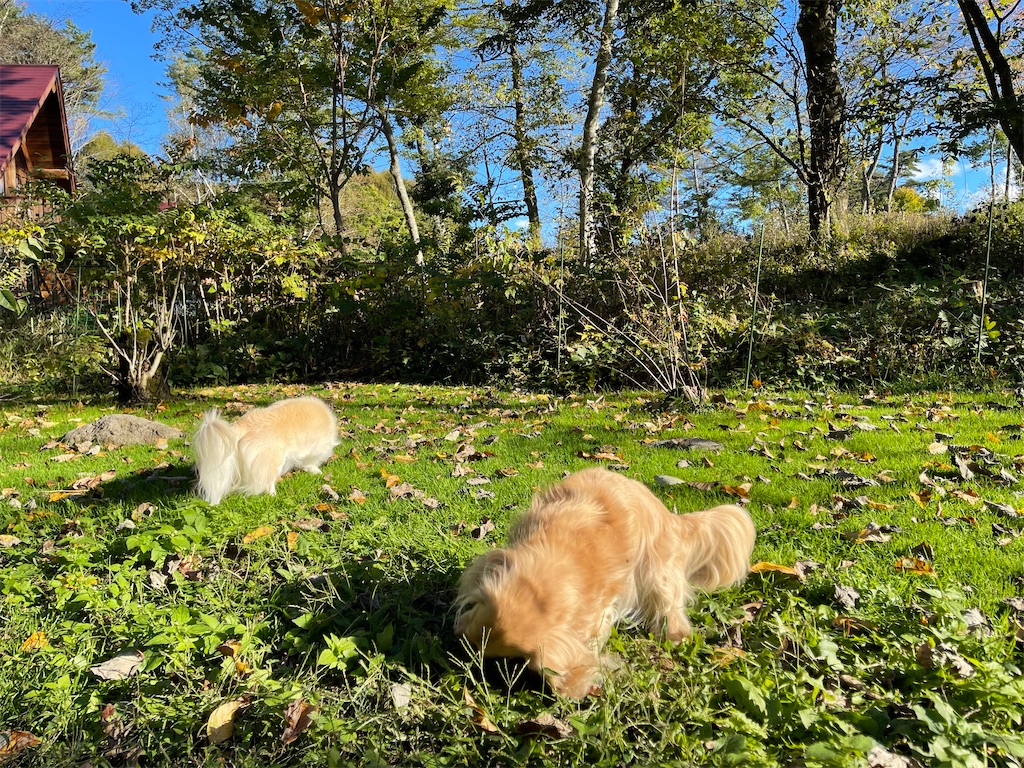 f:id:captaindog082:20211016223708j:image
