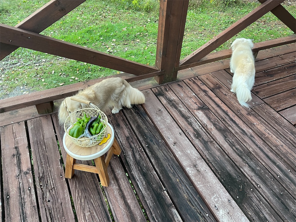 f:id:captaindog082:20211017203337j:image