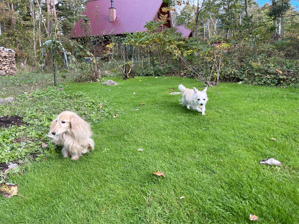 f:id:captaindog082:20211018152700j:image