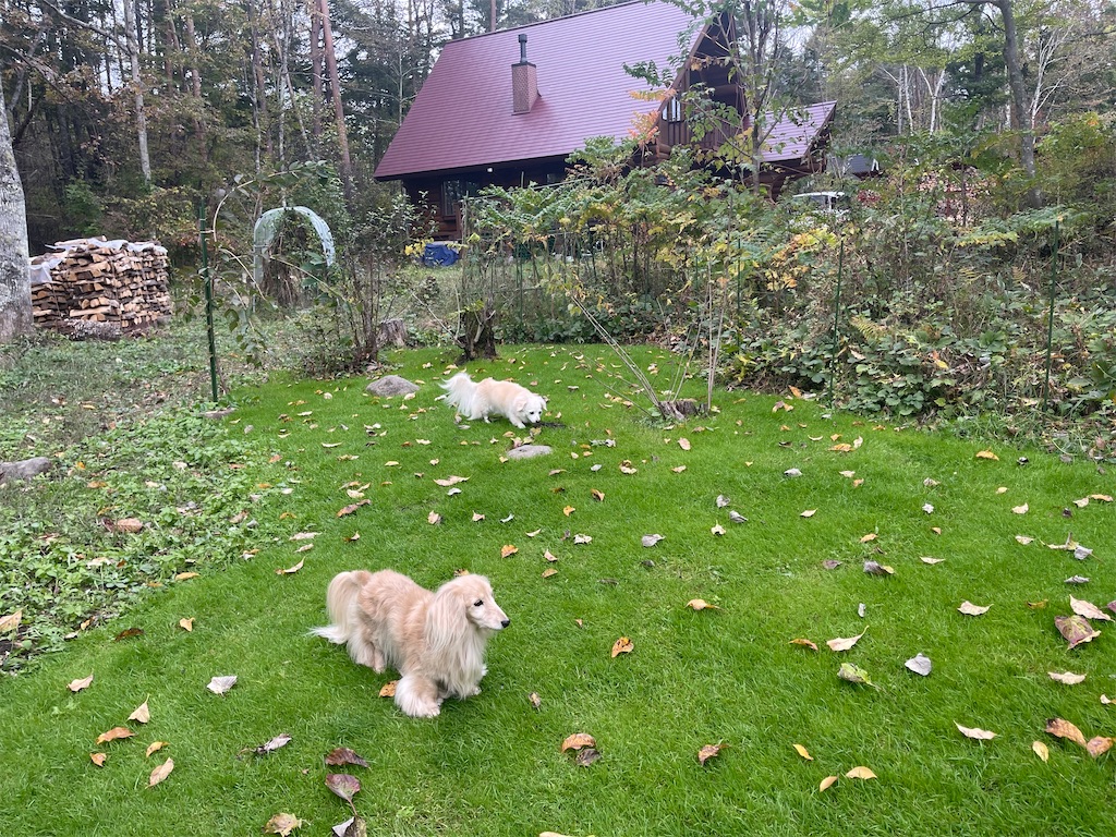 f:id:captaindog082:20211019213230j:image