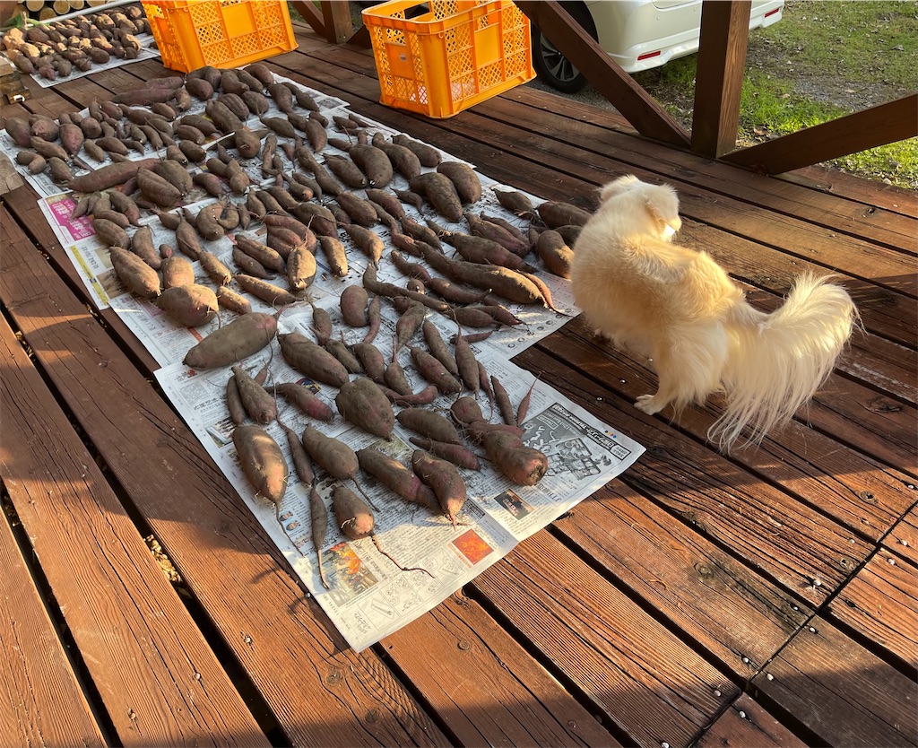 f:id:captaindog082:20211024173056j:image