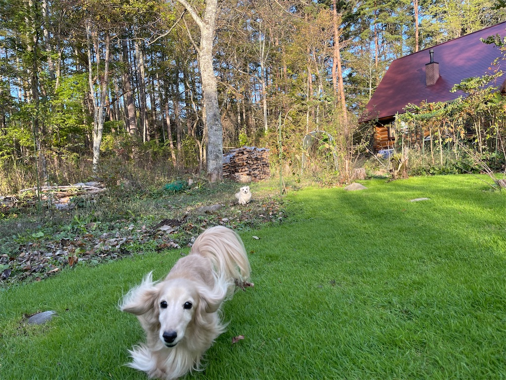 f:id:captaindog082:20211024212825j:image