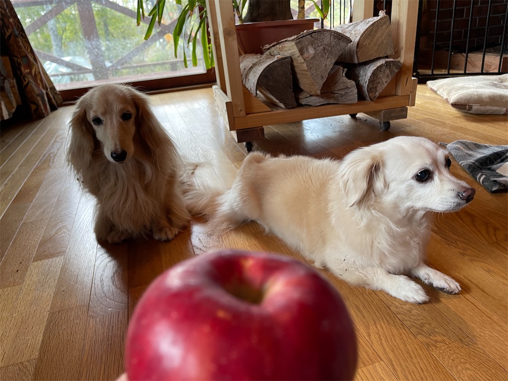 f:id:captaindog082:20211026231252j:image