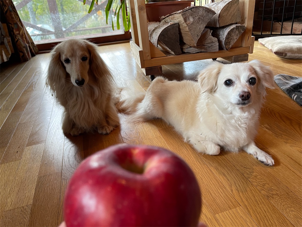 f:id:captaindog082:20211026231258j:image