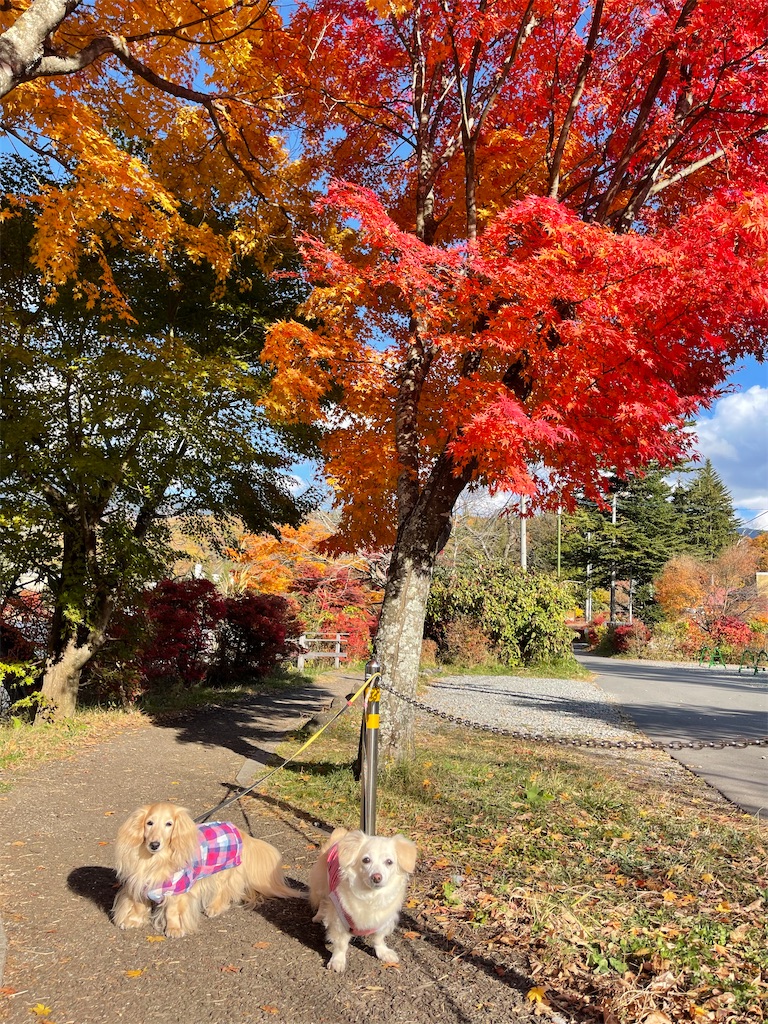 f:id:captaindog082:20211103204411j:image