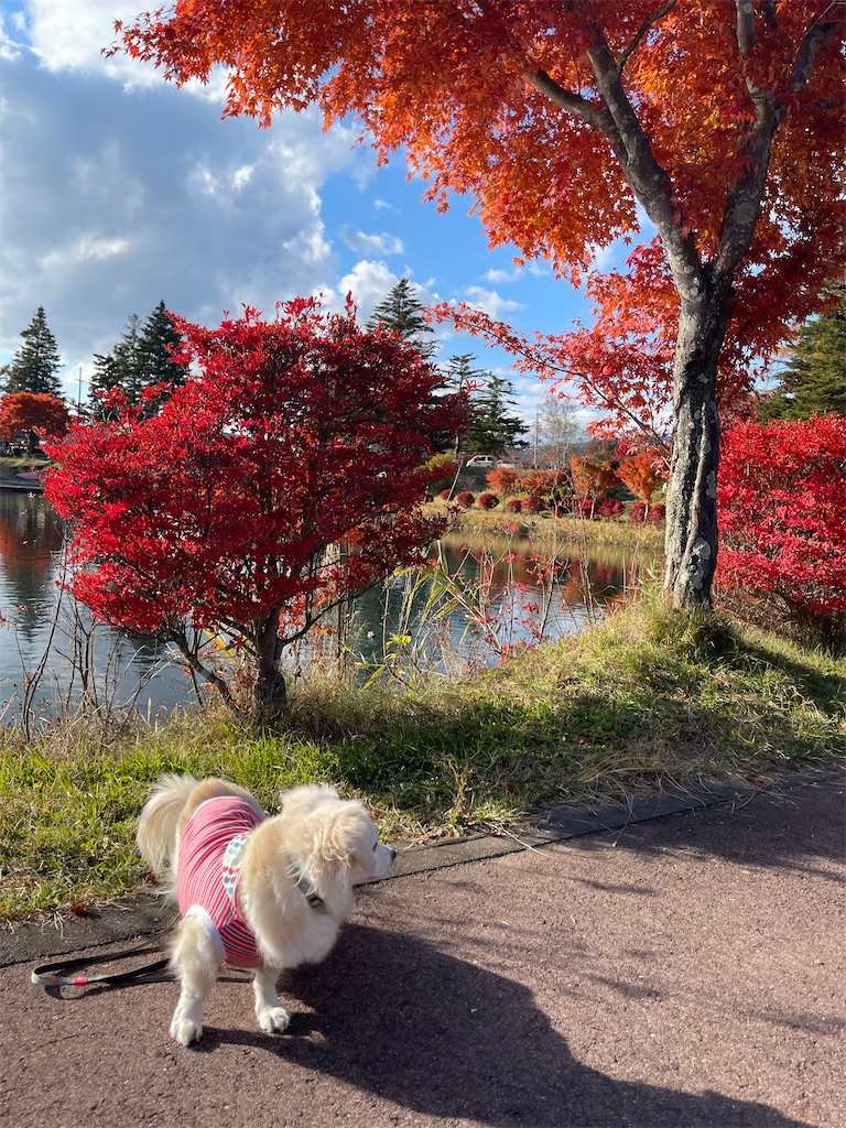 f:id:captaindog082:20211103204451j:image