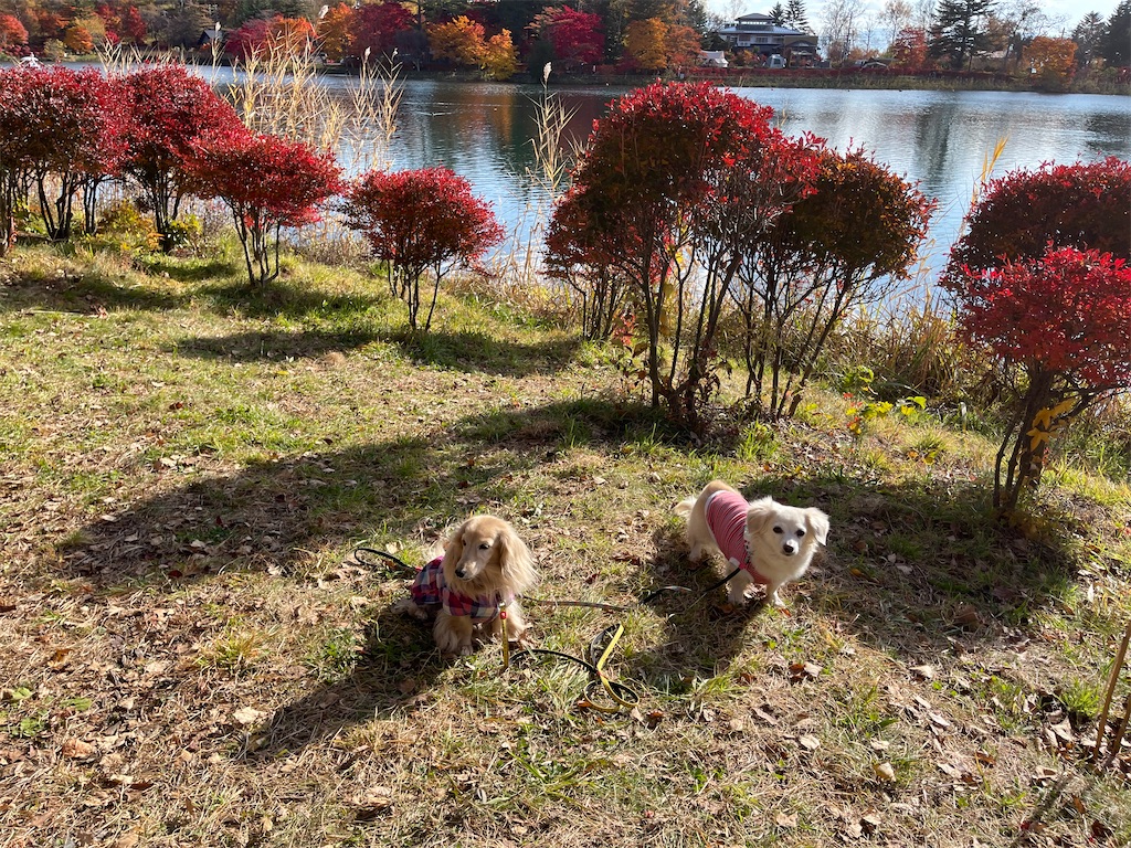 f:id:captaindog082:20211103204614j:image