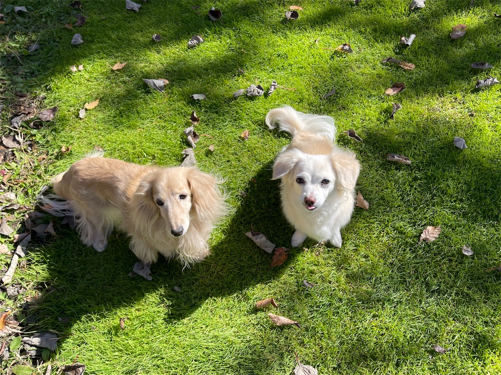f:id:captaindog082:20211105181005j:image