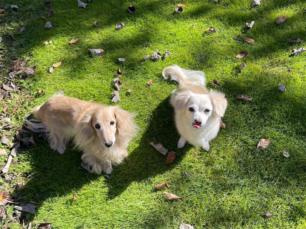 f:id:captaindog082:20211105181013j:image
