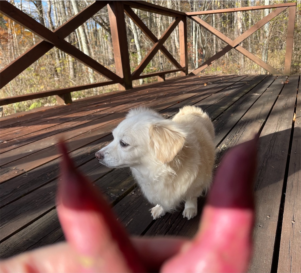 f:id:captaindog082:20211112202550j:image