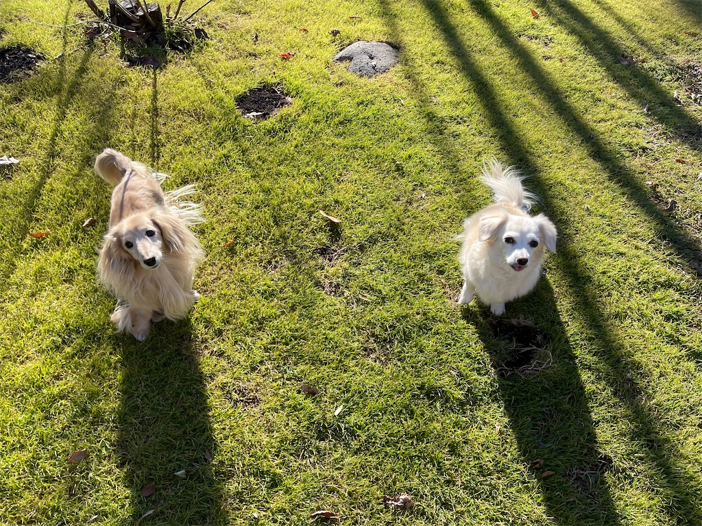 f:id:captaindog082:20211128234620j:image