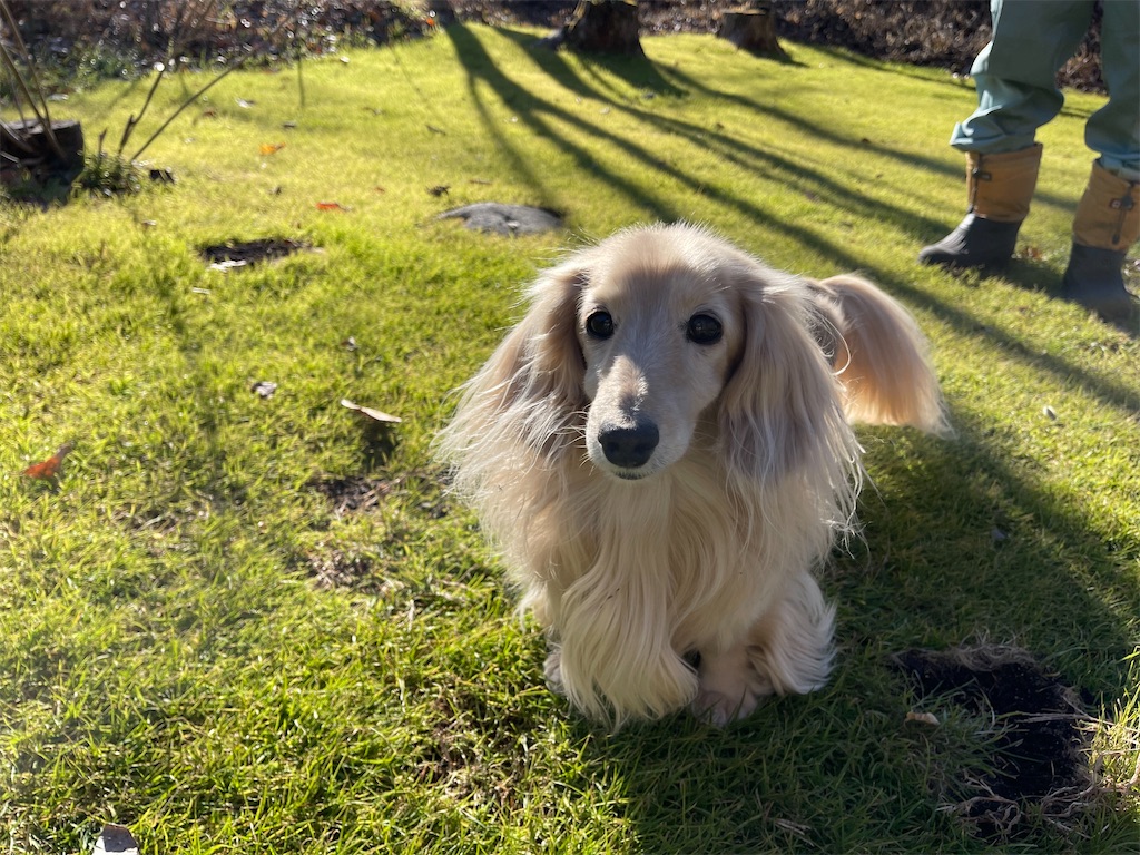 f:id:captaindog082:20211128234623j:image