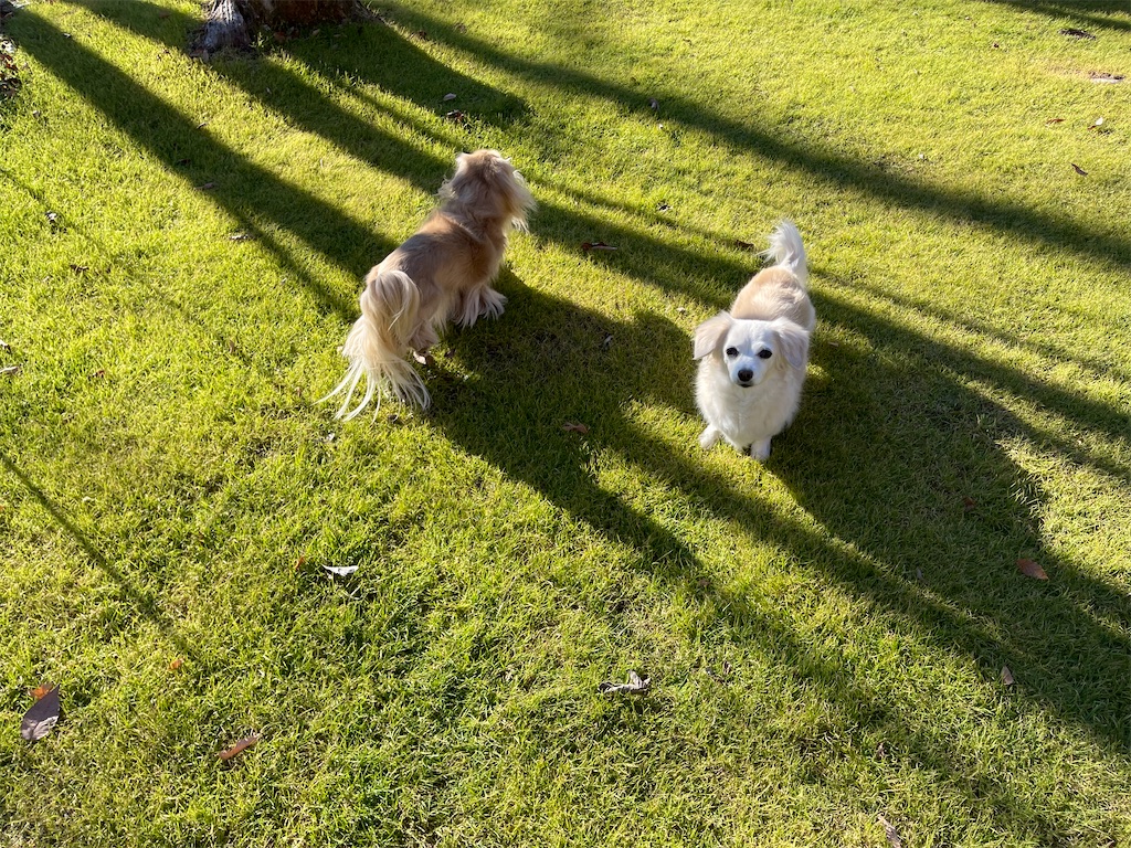 f:id:captaindog082:20211128234627j:image