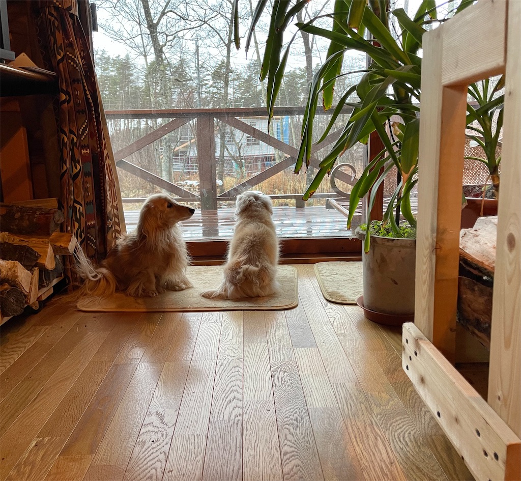 f:id:captaindog082:20211208083801j:image