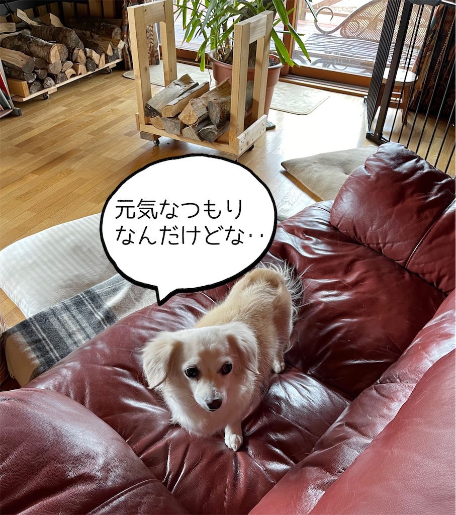 f:id:captaindog082:20211208225214j:image