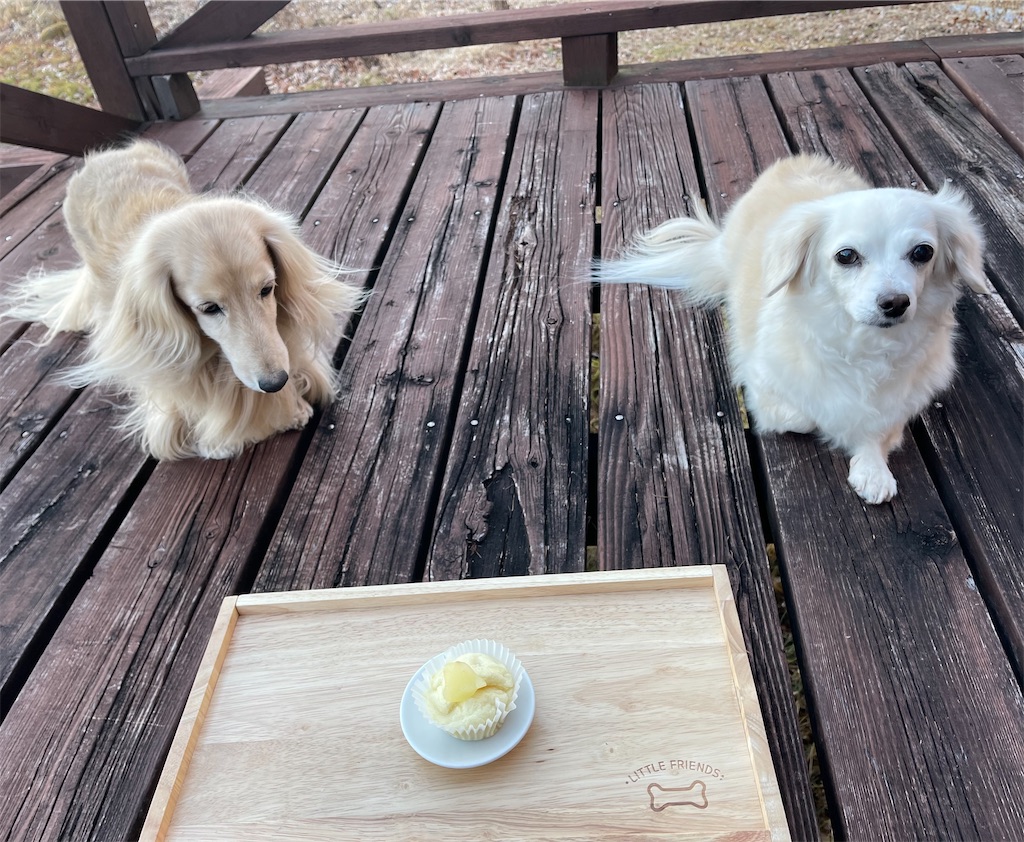 f:id:captaindog082:20211213220400j:image