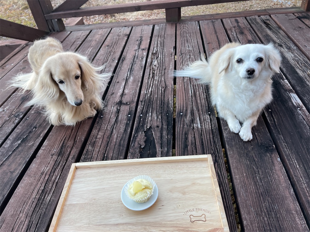 f:id:captaindog082:20211213220403j:image