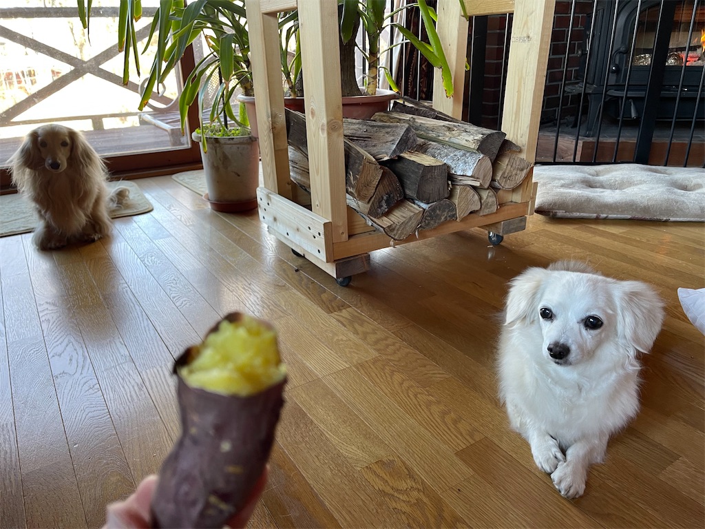 f:id:captaindog082:20211214114459j:image