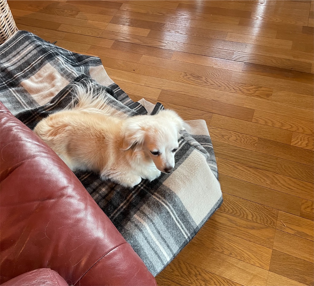 f:id:captaindog082:20220115183740j:image