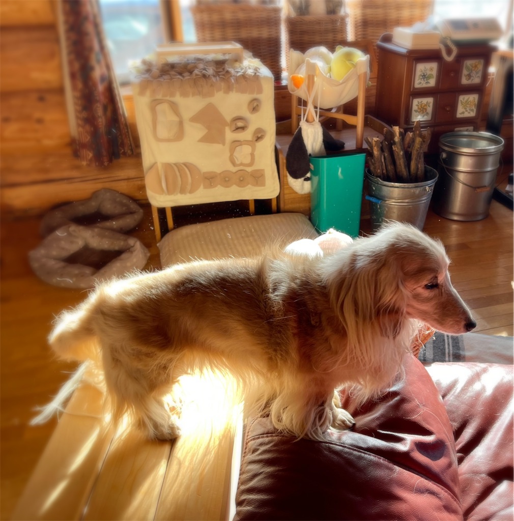 f:id:captaindog082:20220225172516j:image