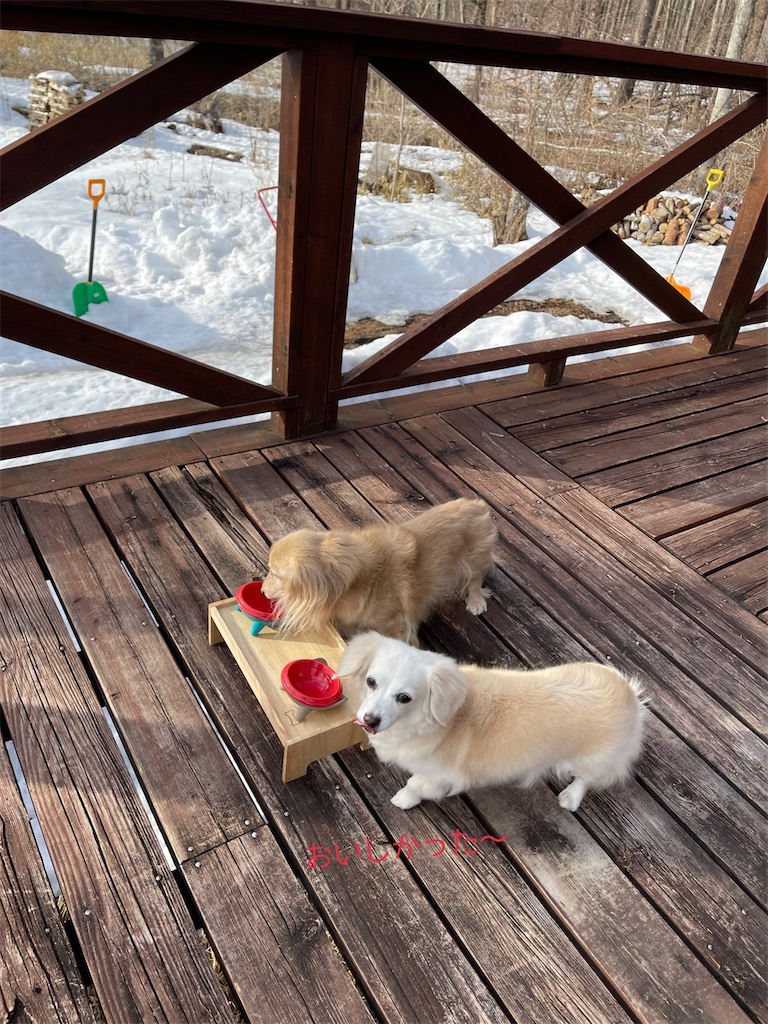 f:id:captaindog082:20220228200626j:image